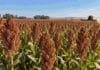 Sorgo 2026/27: una brecha de rendimiento pone al manejo en el centro de la campaña Lote de sorgo granífero en madurez con panojas cargadas y una cosechadora trabajando al fondo durante la recolección.