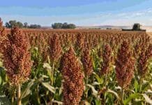 Sorgo 2026/27: una brecha de rendimiento pone al manejo en el centro de la campaña Lote de sorgo granífero en madurez con panojas cargadas y una cosechadora trabajando al fondo durante la recolección.