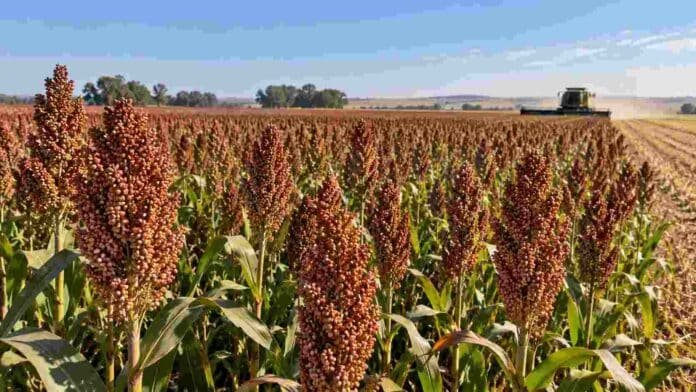 sorgo-2026-27-rendimiento-cosecha-compressed Lote de sorgo granífero en madurez con panojas cargadas y una cosechadora trabajando al fondo durante la recolección.