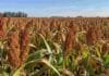 Un fertilizante mejoró la respuesta del sorgo en suelos con salinidad y alcalinidad Cultivo de sorgo en un lote agrícola, utilizado para evaluar estrategias de fertilización en suelos con salinidad, sodicidad y alcalinidad.