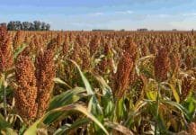 Un fertilizante mejoró la respuesta del sorgo en suelos con salinidad y alcalinidad Cultivo de sorgo en un lote agrícola, utilizado para evaluar estrategias de fertilización en suelos con salinidad, sodicidad y alcalinidad.