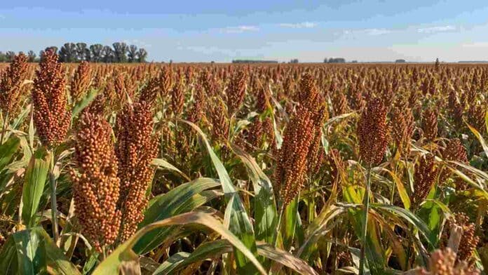 sorgo-cultivo-fertilizacion-suelos-salinos Cultivo de sorgo en un lote agrícola, utilizado para evaluar estrategias de fertilización en suelos con salinidad, sodicidad y alcalinidad.