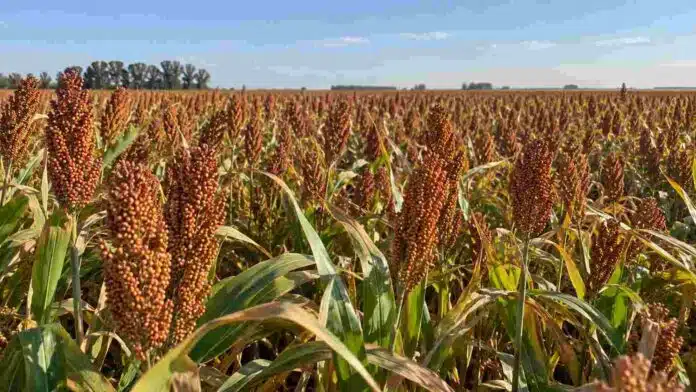 sorgo-cultivo-fertilizacion-suelos-salinos Cultivo de sorgo en un lote agrícola, utilizado para evaluar estrategias de fertilización en suelos con salinidad, sodicidad y alcalinidad.