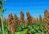 Sorgo: el híbrido y la densidad pueden aumentar la mancha por Bipolaris Cultivo de sorgo granífero con panojas maduras y llenas de granos en un lote agrícola.