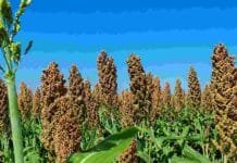 Sorgo: el híbrido y la densidad pueden aumentar la mancha por Bipolaris Cultivo de sorgo granífero con panojas maduras y llenas de granos en un lote agrícola.