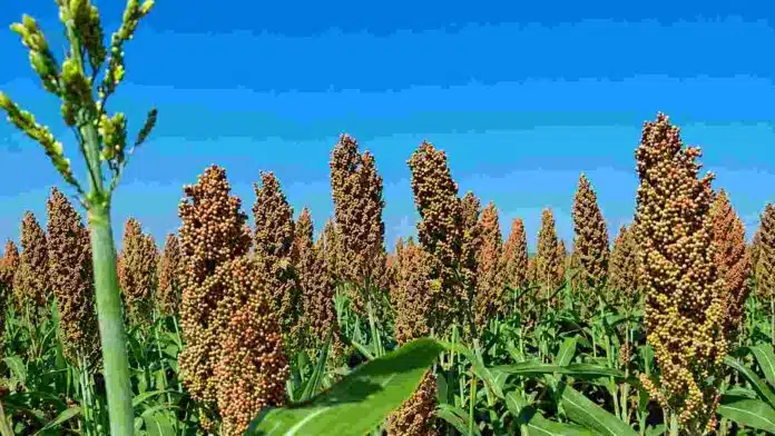 sorgo-cultivo-granifero-campo Cultivo de sorgo granífero con panojas maduras y llenas de granos en un lote agrícola.