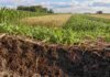 Producir más ya no alcanza: cómo preparar los suelos argentinos para las próximas tres décadas Perfil de suelo con raíces, rastrojo y actividad biológica frente a cultivos diversificados, en un sistema agrícola orientado a conservar la productividad a largo plazo.