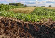 Producir más ya no alcanza: cómo preparar los suelos argentinos para las próximas tres décadas Perfil de suelo con raíces, rastrojo y actividad biológica frente a cultivos diversificados, en un sistema agrícola orientado a conservar la productividad a largo plazo.