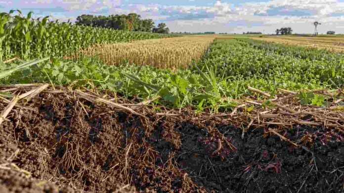 suelo-agricultura-sustentable-rotaciones Perfil de suelo con raíces, rastrojo y actividad biológica frente a cultivos diversificados, en un sistema agrícola orientado a conservar la productividad a largo plazo.