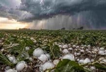 Tormentas y granizo en el centro del país: 14 provincias en alerta mientras se espera a El Niño Granizo de gran tamaño sobre un cultivo bajo una tormenta intensa, con ráfagas y una cortina de lluvia avanzando sobre el campo.