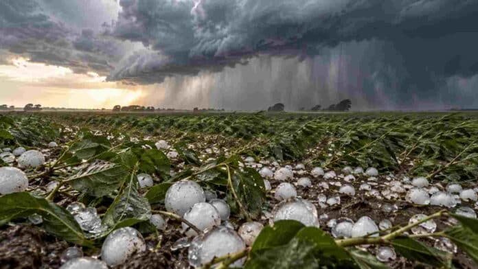 Granizo de gran tamaño sobre un cultivo bajo una tormenta intensa, con ráfagas y una cortina de lluvia avanzando sobre el campo.