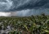 Tormentas fuertes se desplazan por cuatro provincias con granizo y hasta 50 mm Tormenta con granizo y lluvias intensas sobre un maizal, con plantas inclinadas por el viento bajo un frente de tormenta severa.