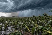 Tormentas fuertes se desplazan por cuatro provincias con granizo y hasta 50 mm Tormenta con granizo y lluvias intensas sobre un maizal, con plantas inclinadas por el viento bajo un frente de tormenta severa.