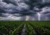 Agosto dejó lluvias muy desparejas en Córdoba: dónde llovió más Campo de maíz con surcos anegados bajo una intensa tormenta, con nubes oscuras, cortina de lluvia y un fuerte relámpago sobre el horizonte