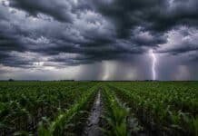 Agosto dejó lluvias muy desparejas en Córdoba: dónde llovió más Campo de maíz con surcos anegados bajo una intensa tormenta, con nubes oscuras, cortina de lluvia y un fuerte relámpago sobre el horizonte