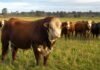 Toros llegan a $9,9 millones y los reproductores baten un récord de cinco años Toro reproductor en primer plano junto a un rodeo de vacas y vaquillonas en un campo argentino.