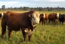 Toros llegan a $9,9 millones y los reproductores baten un récord de cinco años Toro reproductor en primer plano junto a un rodeo de vacas y vaquillonas en un campo argentino.