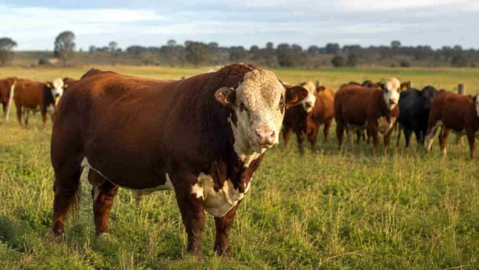 Toro reproductor en primer plano junto a un rodeo de vacas y vaquillonas en un campo argentino.