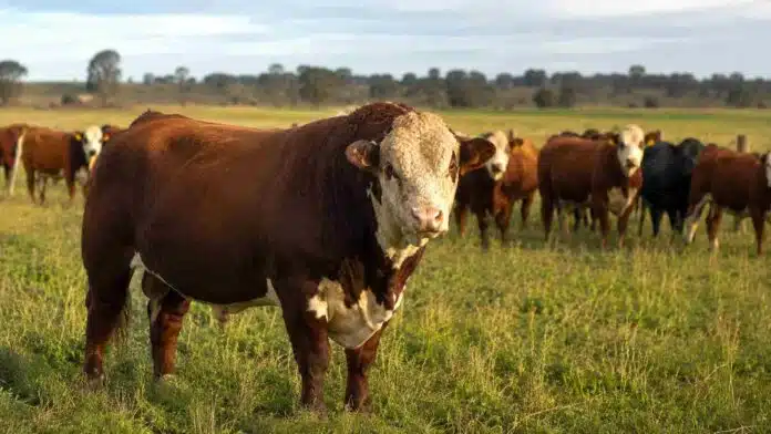 Toro reproductor en primer plano junto a un rodeo de vacas y vaquillonas en un campo argentino.
