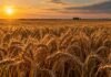 Trigo: el 94,6% del área mantiene una condición Normal a Excelente