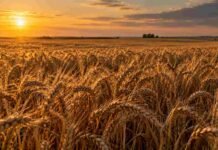 Trigo: el 94,6% del área mantiene una condición Normal a Excelente