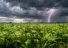 Trigo y cebada siguen firmes, pero la sequía gana terreno en el sudoeste bonaerense y esperan lluvias de hasta 50 mm Lote de trigo o cebada en pleno desarrollo bajo un cielo nublado con tormenta eléctrica y un relámpago en el horizonte, en un escenario de preocupación por la falta de agua.