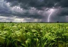 Trigo y cebada siguen firmes, pero la sequía gana terreno en el sudoeste bonaerense y esperan lluvias de hasta 50 mm Lote de trigo o cebada en pleno desarrollo bajo un cielo nublado con tormenta eléctrica y un relámpago en el horizonte, en un escenario de preocupación por la falta de agua.