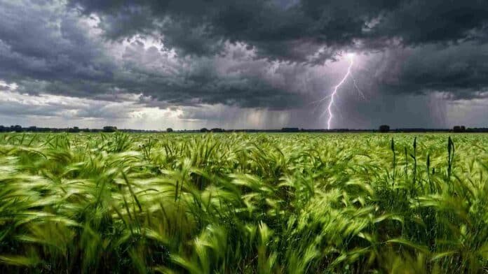 Lote de trigo o cebada en pleno desarrollo bajo un cielo nublado con tormenta eléctrica y un relámpago en el horizonte, en un escenario de preocupación por la falta de agua.