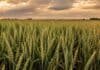 El trigo acelera con el calor y crecen las dudas sobre los rindes en el norte y oeste Lote de trigo en encañazón y espigazón bajo un cielo cálido y nuboso, en una escena representativa del avance del cultivo y la incertidumbre por falta de lluvias.