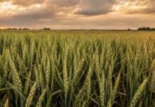 El trigo acelera con el calor y crecen las dudas sobre los rindes en el norte y oeste Lote de trigo en encañazón y espigazón bajo un cielo cálido y nuboso, en una escena representativa del avance del cultivo y la incertidumbre por falta de lluvias.