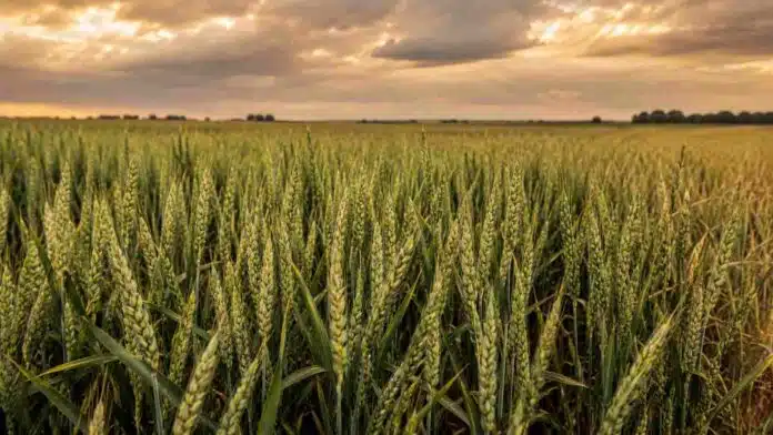 Lote de trigo en encañazón y espigazón bajo un cielo cálido y nuboso, en una escena representativa del avance del cultivo y la incertidumbre por falta de lluvias.