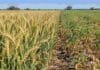 Santiago del Estero: trigo y garbanzo atraviesan una etapa crítica con contrastes hídricos y térmicos Lote de trigo y garbanzo en Santiago del Estero, con ambos cultivos avanzando en etapas clave para definir su rendimiento.