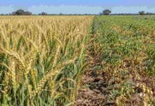 Santiago del Estero: trigo y garbanzo atraviesan una etapa crítica con contrastes hídricos y térmicos Lote de trigo y garbanzo en Santiago del Estero, con ambos cultivos avanzando en etapas clave para definir su rendimiento.