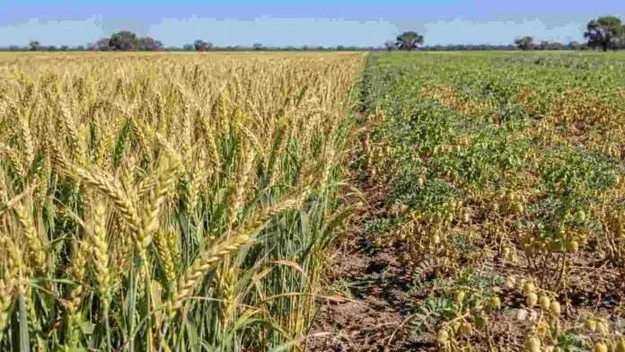 trigo-garbanzo-santiago-del-estero-rendimiento Lote de trigo y garbanzo en Santiago del Estero, con ambos cultivos avanzando en etapas clave para definir su rendimiento.