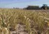 Septiembre dejó poca lluvia: cae el estado del trigo y las sembradoras de maíz empiezan a parar Lote de trigo afectado por falta de lluvias, con suelo agrietado y una sembradora de maíz trabajando al fondo en la zona núcleo.