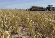 Septiembre dejó poca lluvia: cae el estado del trigo y las sembradoras de maíz empiezan a parar Lote de trigo afectado por falta de lluvias, con suelo agrietado y una sembradora de maíz trabajando al fondo en la zona núcleo.