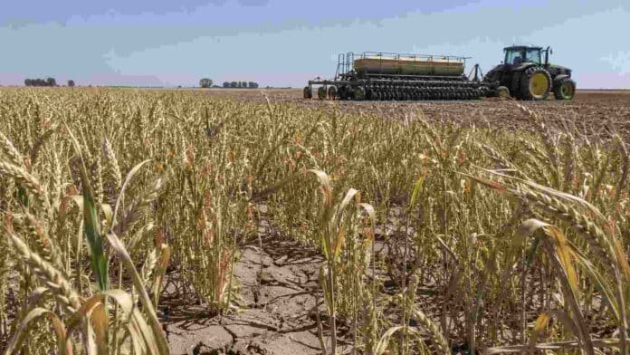 trigo-sequia-siembra-maiz-zona-nucleo-ruralnet Lote de trigo afectado por falta de lluvias, con suelo agrietado y una sembradora de maíz trabajando al fondo en la zona núcleo.