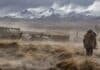 Ráfagas de hasta 100 km/h: alerta por viento en la cordillera de 4 provincias Fuertes vientos en la Puna del noroeste argentino con polvo en suspensión, pastizales inclinados, llamas y montañas nevadas.