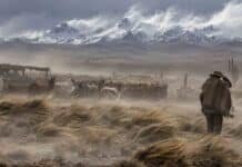 Ráfagas de hasta 100 km/h: alerta por viento en la cordillera de 4 provincias Fuertes vientos en la Puna del noroeste argentino con polvo en suspensión, pastizales inclinados, llamas y montañas nevadas.