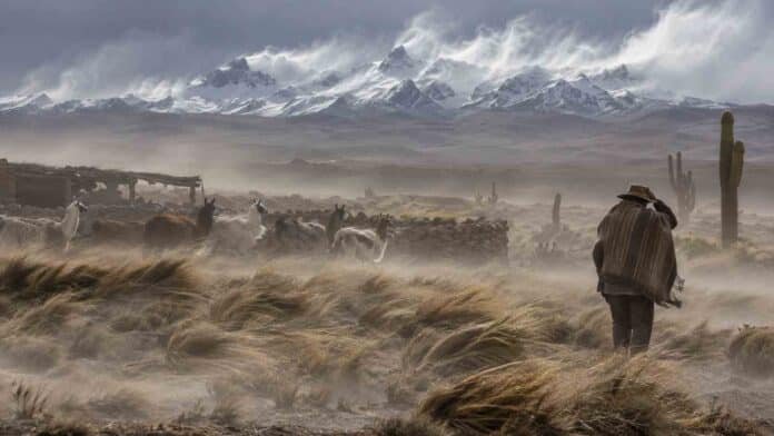 vientos-fuertes-puna-noroeste-argentino Fuertes vientos en la Puna del noroeste argentino con polvo en suspensión, pastizales inclinados, llamas y montañas nevadas.