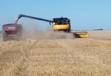 Trigo: comienzan las primeras cosechas con rindes superiores al promedio