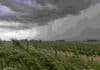 Buenos Aires y el NOA bajo alerta este miércoles 28: prevén tormentas con granizo Tormenta fuerte sobre un campo agrícola de Buenos Aires, con cortinas de lluvia intensa, nubes oscuras y vegetación sacudida por el viento.