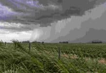 Buenos Aires y el NOA bajo alerta este miércoles 28: prevén tormentas con granizo Tormenta fuerte sobre un campo agrícola de Buenos Aires, con cortinas de lluvia intensa, nubes oscuras y vegetación sacudida por el viento.