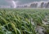 Alerta por tormentas este martes 27: hasta 40 mm en Córdoba, Mendoza y San Luis Campo de trigo bajo lluvia intensa, ráfagas de viento y un relámpago al fondo, imagen ilustrativa de la alerta por tormentas en Córdoba, Mendoza y San Luis.