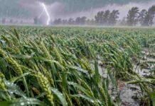 Alerta por tormentas este martes 27: hasta 40 mm en Córdoba, Mendoza y San Luis Campo de trigo bajo lluvia intensa, ráfagas de viento y un relámpago al fondo, imagen ilustrativa de la alerta por tormentas en Córdoba, Mendoza y San Luis.