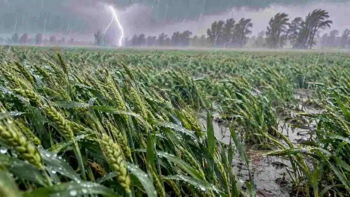 alerta-tormentas-cordoba-mendoza-san-luis-relampago-ruralnet Campo de trigo bajo lluvia intensa, ráfagas de viento y un relámpago al fondo, imagen ilustrativa de la alerta por tormentas en Córdoba, Mendoza y San Luis.