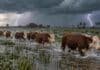Alertas del 21 de octubre: tormentas, lluvias de hasta 80 mm y viento Rodeo Hereford avanzando en hilera por un campo inundado en Corrientes, con agua hasta la mitad de las patas, lluvia intensa, cielo de tormenta y dos relámpagos al fondo