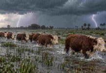 Alertas del 21 de octubre: tormentas, lluvias de hasta 80 mm y viento Rodeo Hereford avanzando en hilera por un campo inundado en Corrientes, con agua hasta la mitad de las patas, lluvia intensa, cielo de tormenta y dos relámpagos al fondo