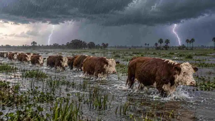 alerta-tormentas-corrientes-rodeo-hereford-inundacion-21-octubre Rodeo Hereford avanzando en hilera por un campo inundado en Corrientes, con agua hasta la mitad de las patas, lluvia intensa, cielo de tormenta y dos relámpagos al fondo