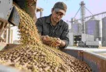 Alimento balanceado: ofrecen financiamiento a 90 días con tasa 0% y el Gobierno analiza bajar aranceles Operario revisando alimento balanceado en una planta de nutrición animal, con pellets y materias primas destinadas a la elaboración de raciones.